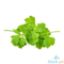 Picture of Global Fresh Wansoy Per Kilo